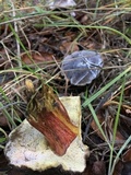 Xerocomellus atropurpureus image