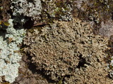 Anaptychia palmulata image