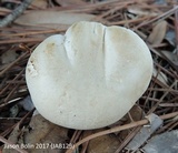 Tylopilus rhoadsiae image