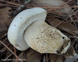 Tylopilus rhoadsiae image