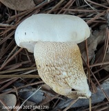 Tylopilus rhoadsiae image