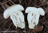 Tylopilus rhoadsiae image