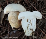 Tylopilus rhoadsiae image