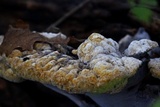 Inonotus dryadeus image