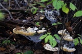 Inonotus dryadeus image
