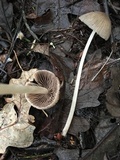Psathyrella corrugis image