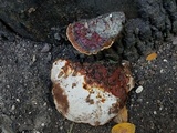 Ganoderma sessile image