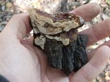 Ganoderma sessile image