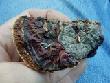 Ganoderma sessile image