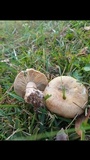 Lactarius chelidonium image