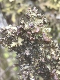 Platismatia tuckermanii image