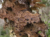 Pseudocyphellaria anthraspis image