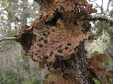 Pseudocyphellaria anthraspis image
