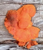 Earliella scabrosa image