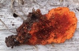Earliella scabrosa image