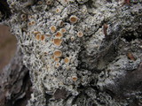 Ochrolechia oregonensis image