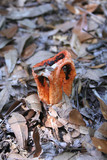 Clathrus columnatus image