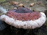 Fomitopsis mounceae image