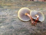 Hypholoma capnoides image