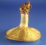 Lactarius chelidonium image