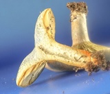 Lactarius chelidonium image