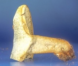 Lactarius chelidonium image