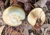 Lactarius chelidonium image
