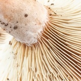 Lactarius chelidonium image