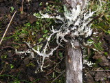 Platismatia herrei image
