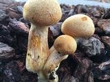 Gymnopilus ventricosus image