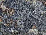 Bellemerea alpina image