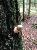 Phallus ravenelii image