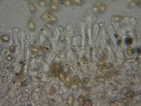 Hebeloma velutipes image