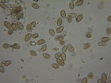 Hebeloma velutipes image