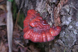 Ganoderma meredithiae image