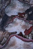Ganoderma meredithiae image