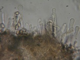 Hebeloma alpinicola image