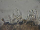 Hebeloma alpinicola image