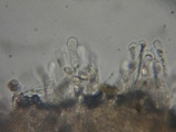 Hebeloma alpinicola image