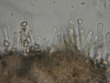 Hebeloma alpinicola image