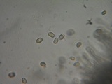 Hebeloma alpinicola image