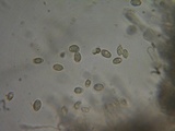 Hebeloma alpinicola image