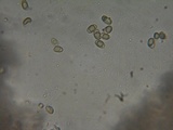 Hebeloma alpinicola image