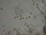 Hebeloma alpinicola image