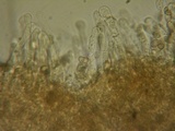 Hebeloma alpinicola image