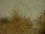 Hebeloma alpinicola image