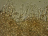 Hebeloma alpinicola image
