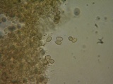Hebeloma alpinicola image