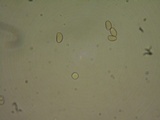 Hebeloma alpinicola image