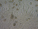 Hebeloma fragilipes image